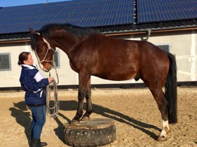 Pferdeosteopathin, Physiotherapeutin